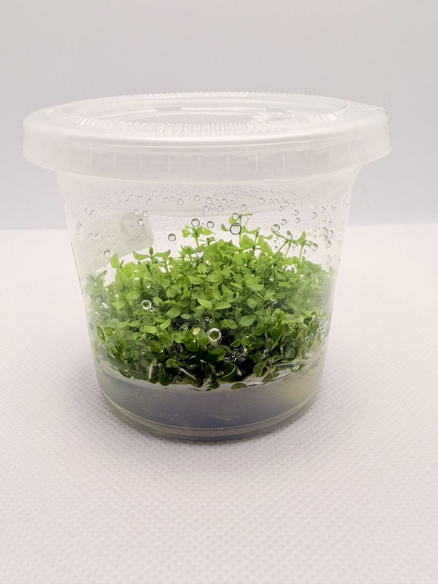 Tissue Culture Freshwater Aquarium Plants, No Pests, Homegrown, Rotala, Pearl Weed, Repens