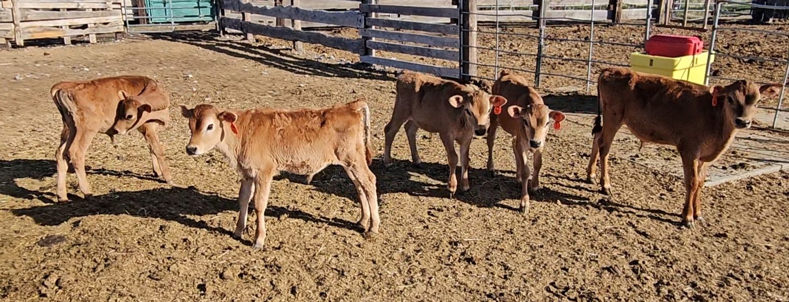 Tiedown/breakaway calves