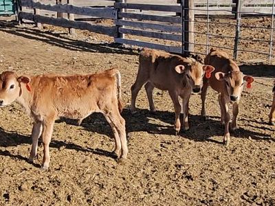 Tiedown/breakaway calves