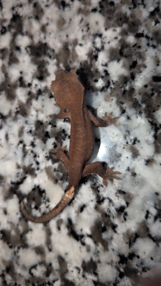 baby crested gecko 