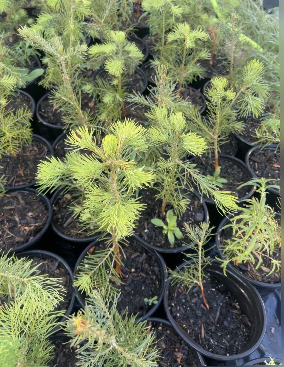 3 year old concolor (white) fir tree in 1 gal