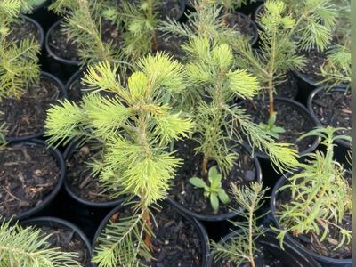 3 year old concolor (white) fir tree in 1 gal