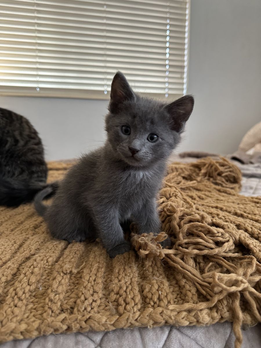 Christmas Eve Kittens