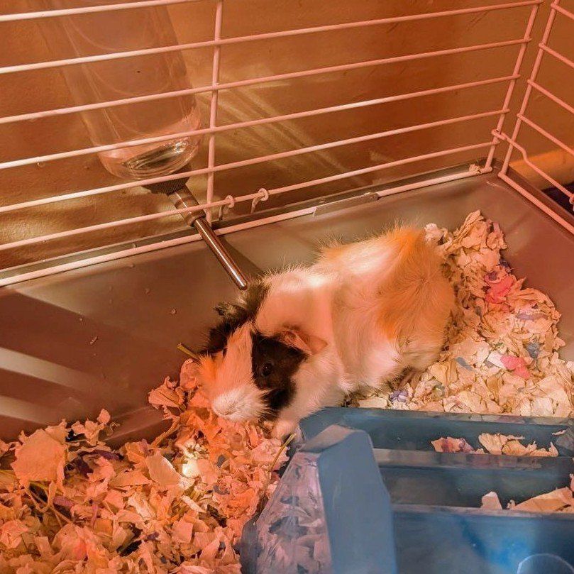 Guinea Pigs