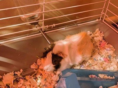Guinea Pigs
