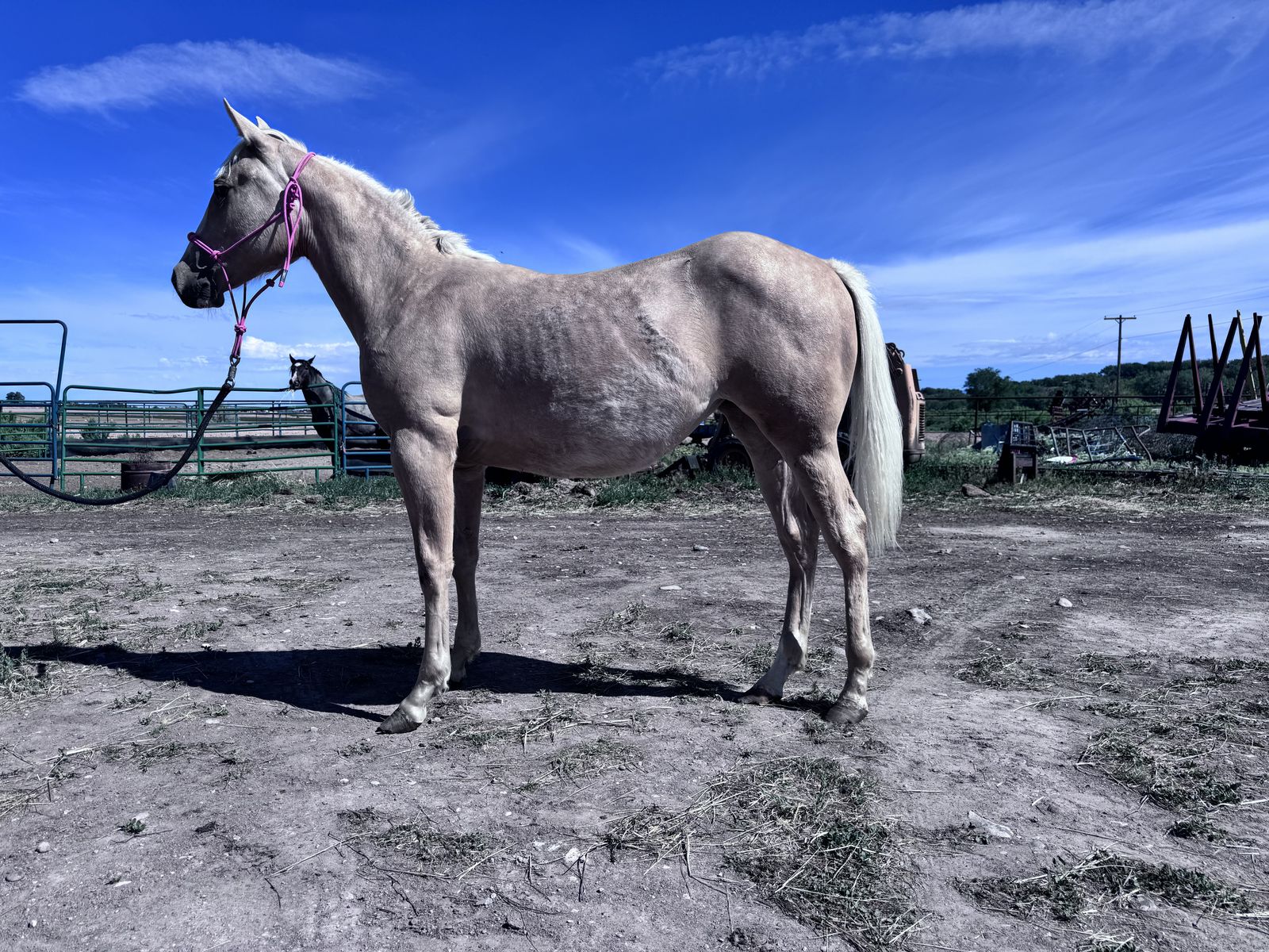 AQHA Yearling Filly