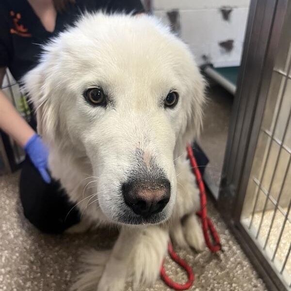 Hello my name is Samosa