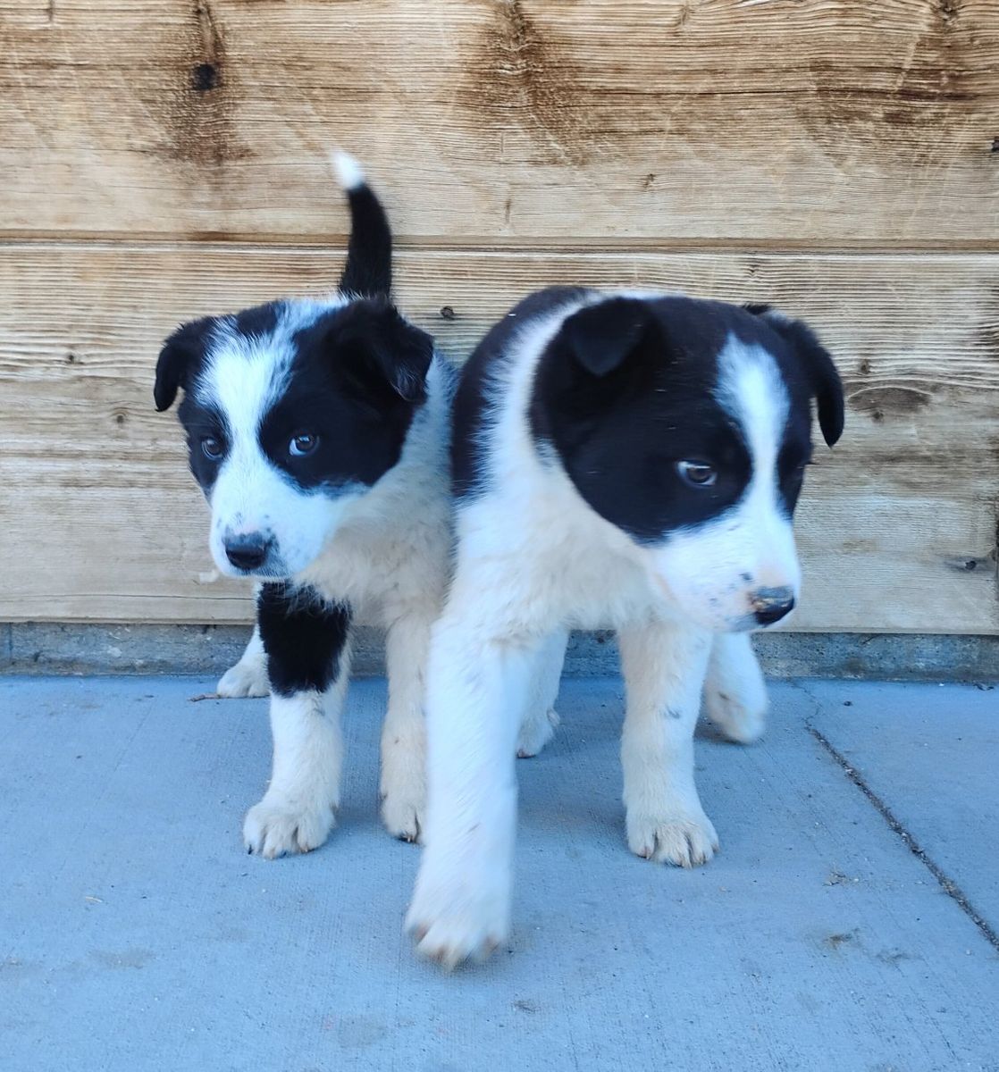 Boarder Collie puppies