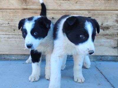 Boarder Collie puppies