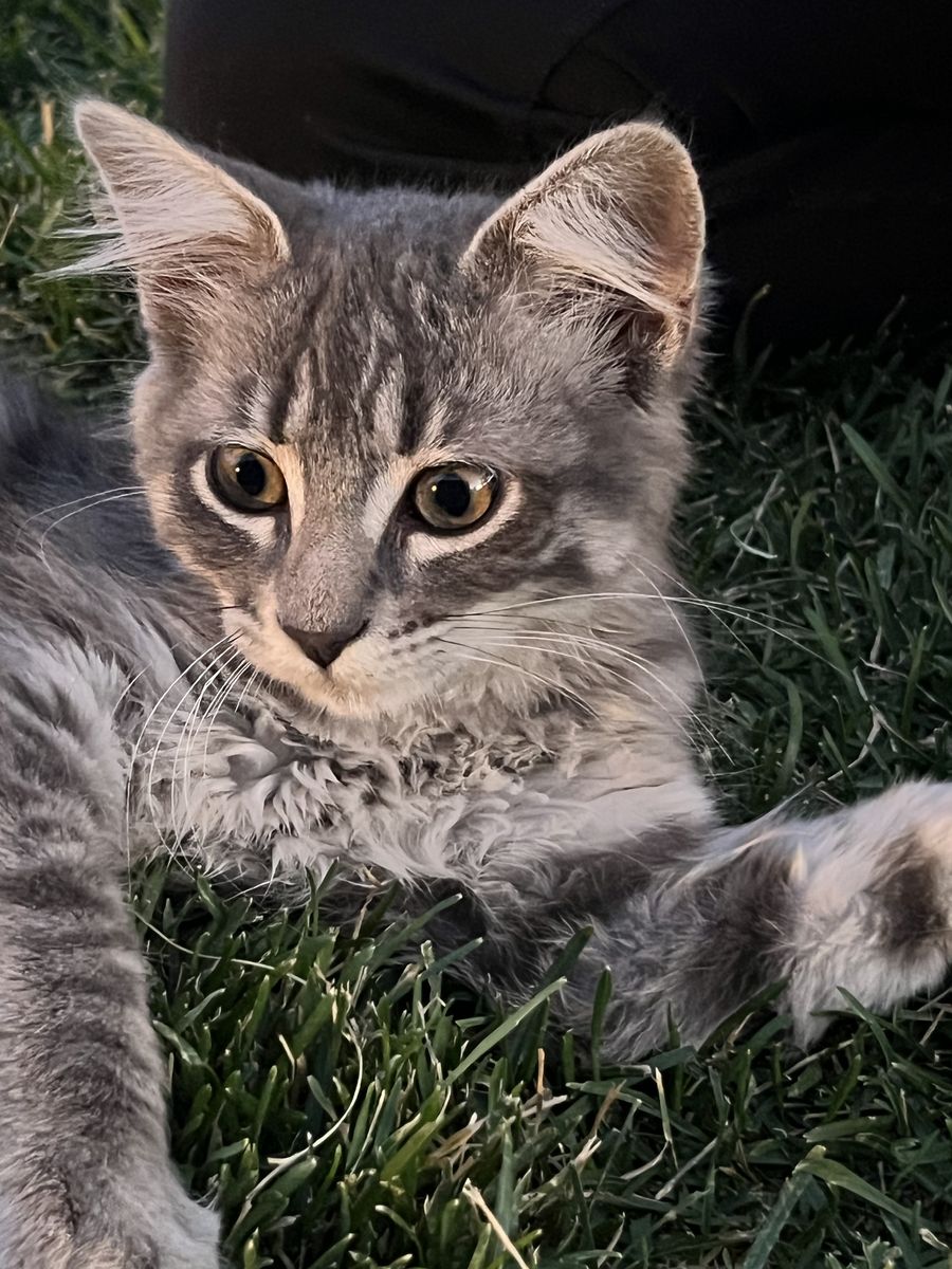 Meet Whisty