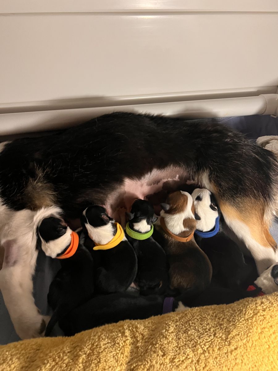 Pembroke Welsh Corgi Puppies