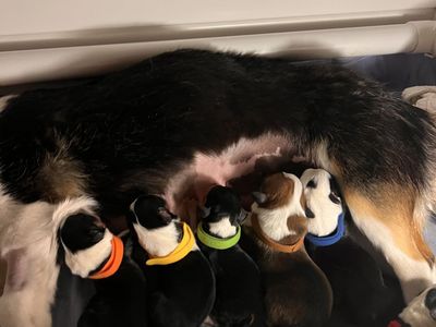 Pembroke Welsh Corgi Puppies