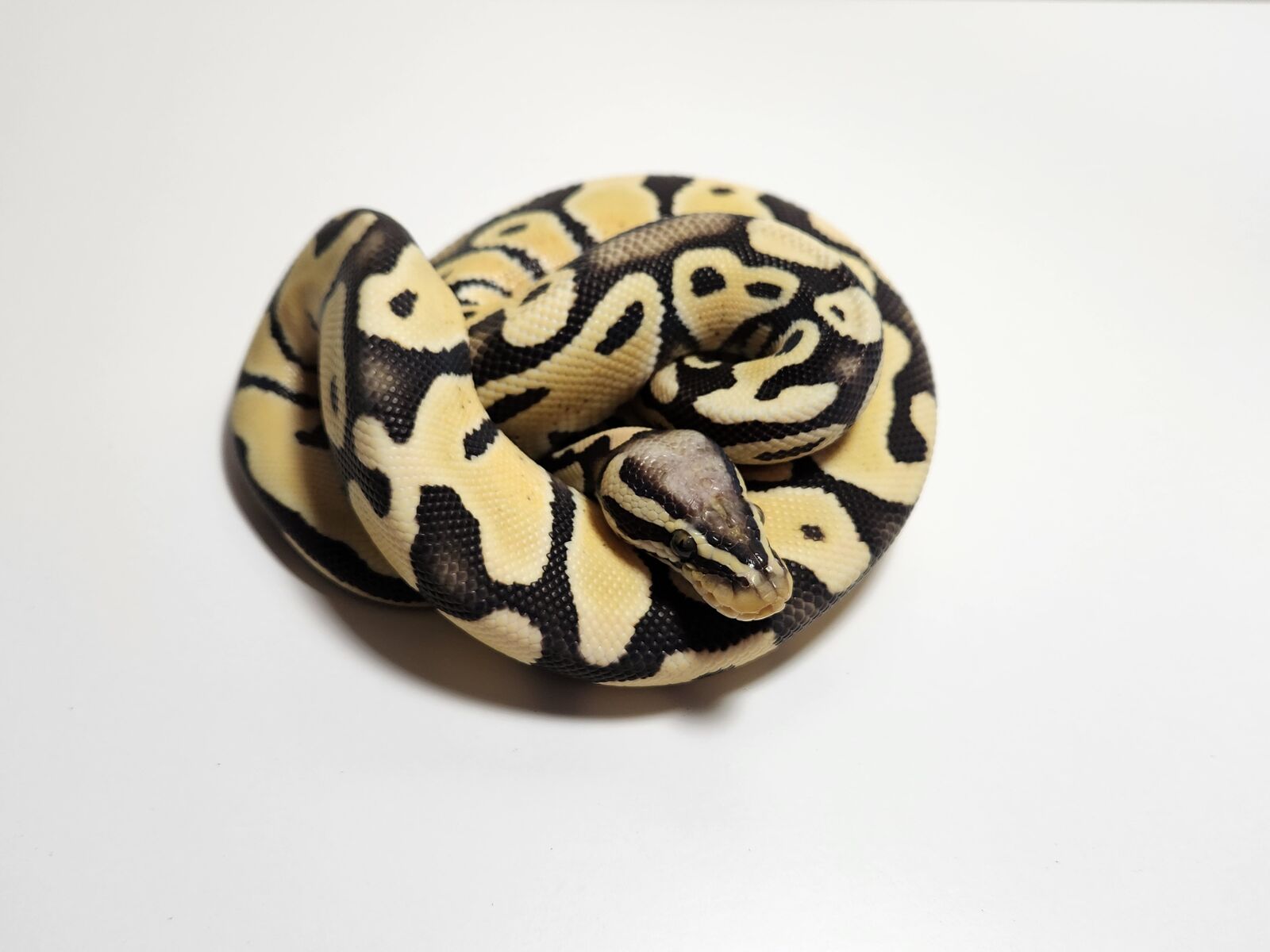 MALE PASTEL DG HET HYPO
