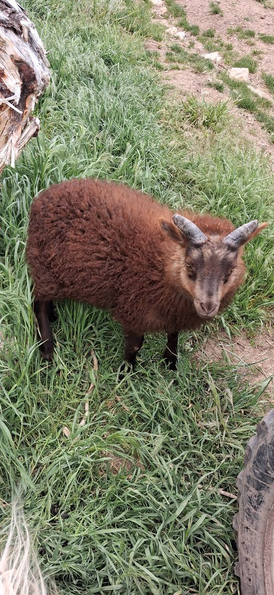 Icelandic sheep