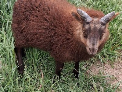 Icelandic sheep