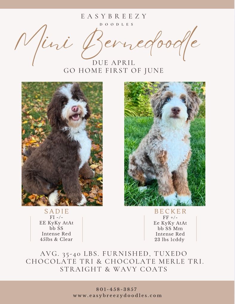 Mini Chocolate Bernedoodles
