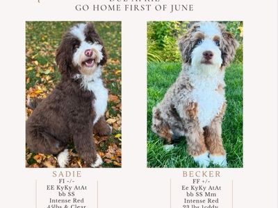 Mini Chocolate Bernedoodles