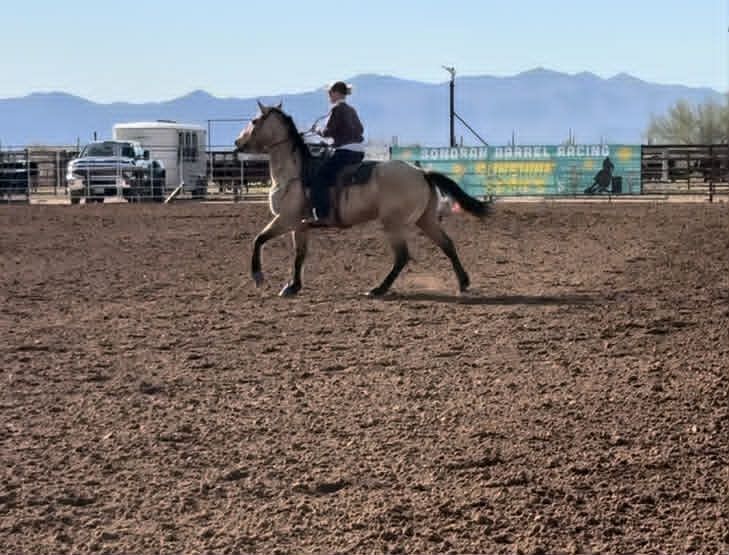Rango – 7-Year-Old Buckskin Gelding | Ranch & Versatility