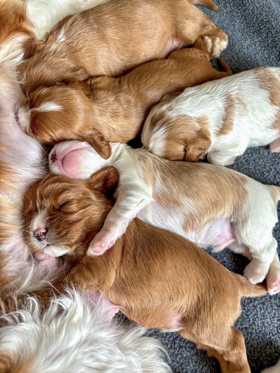 AKC Cavalier King Charles Spaniels