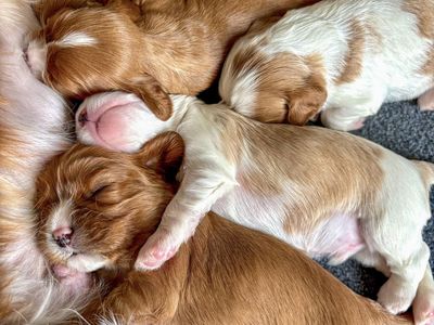 AKC Cavalier King Charles Spaniels