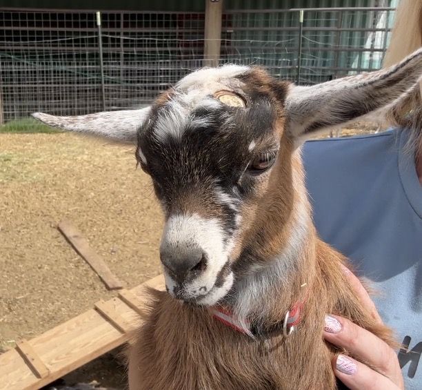3 Nigerian dwarf bucklings available