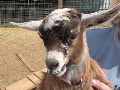3 Nigerian dwarf bucklings available
