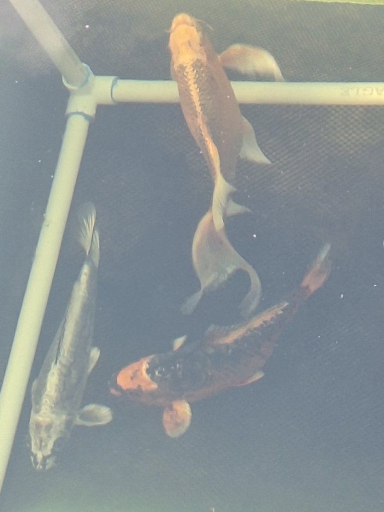 3 Koi Fish - Vibrant Colors for Your Pond or Aquarium