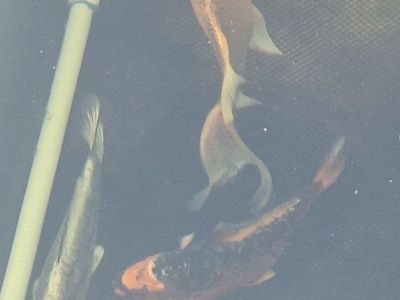 3 Koi Fish - Vibrant Colors for Your Pond or Aquarium