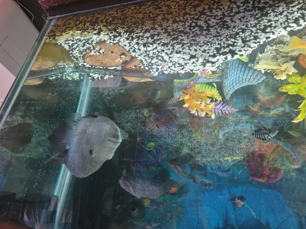 Free fish for rehoming