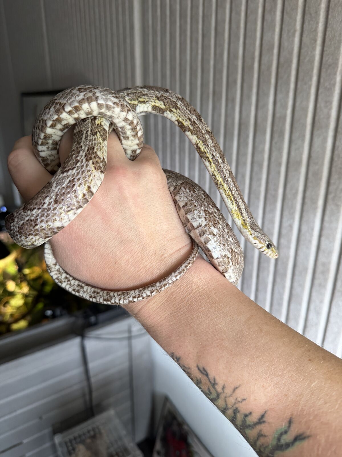 Male Granite Cornsnake