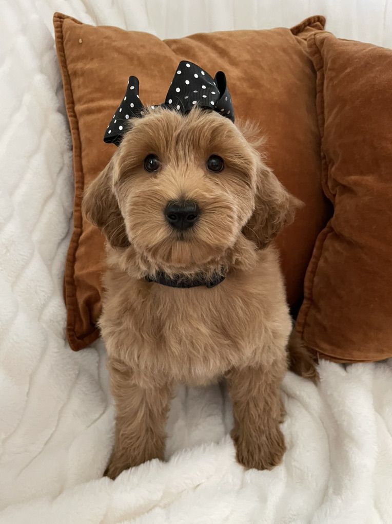 Precious Micro Goldendoodle Girl