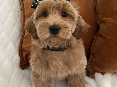 Precious Micro Goldendoodle Girl