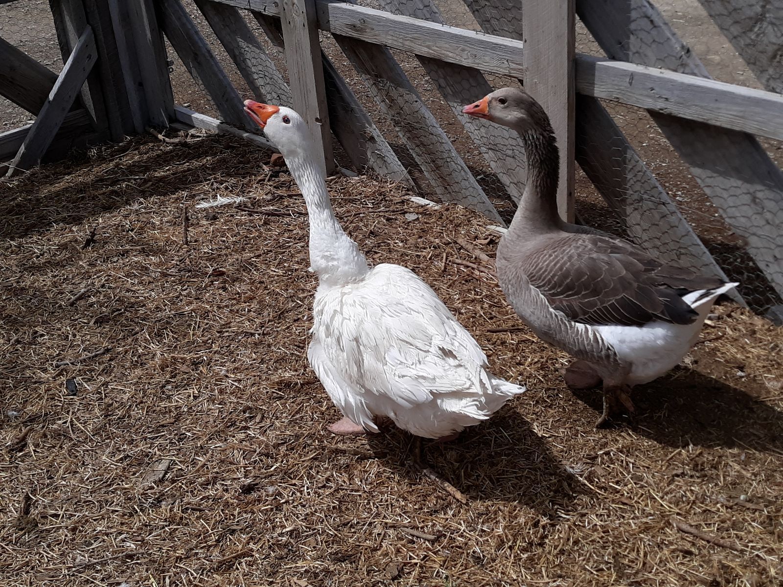 Geese Pair $150