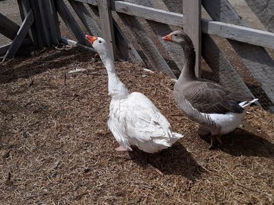 Geese Pair $150