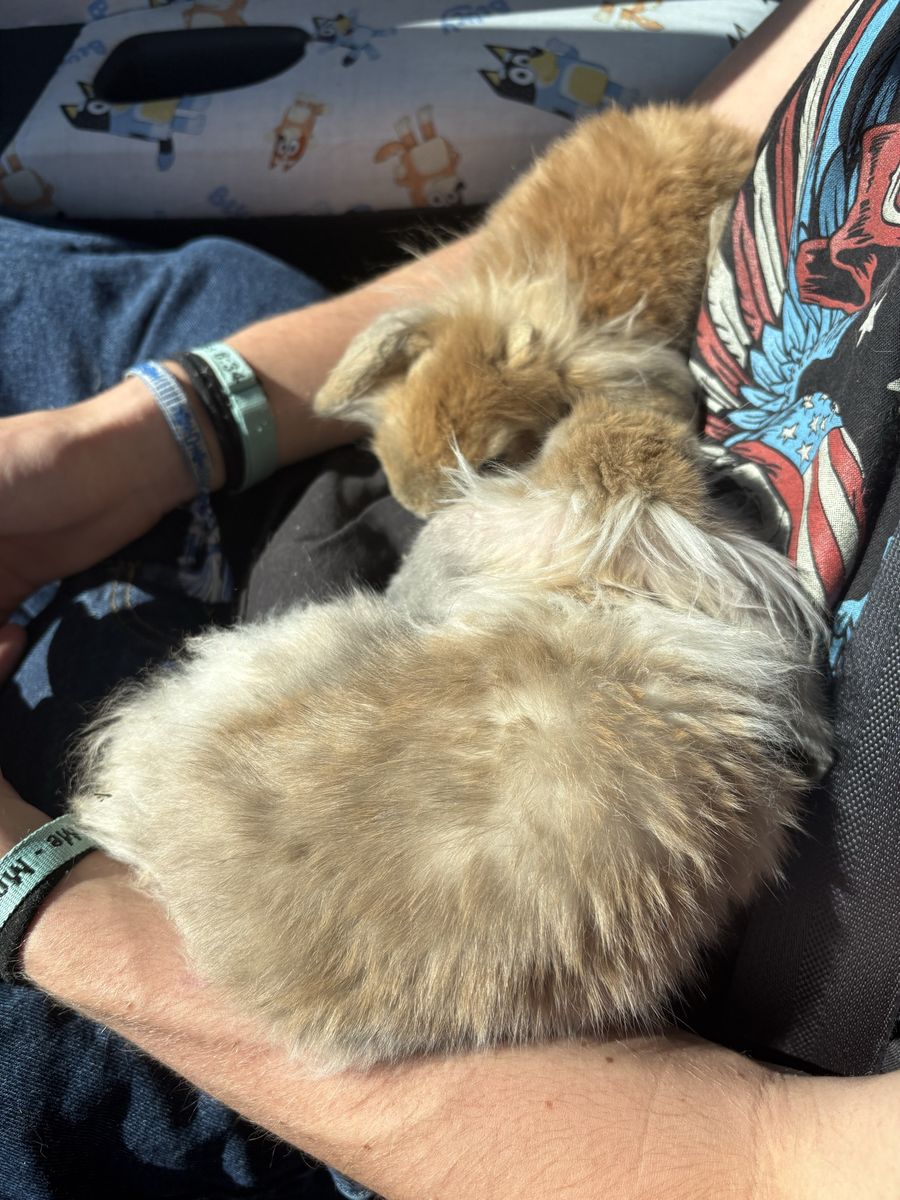 2 holland lops