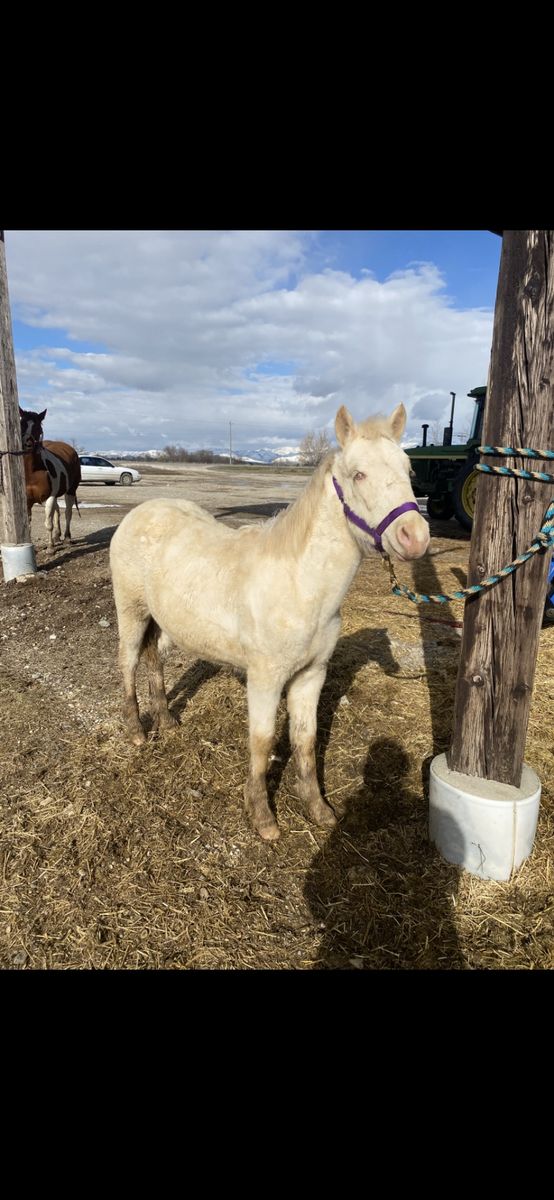 Cremello Filly