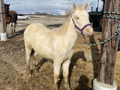 Cremello Filly