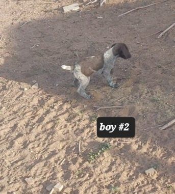 AKC registered German wirehaired pointer pups