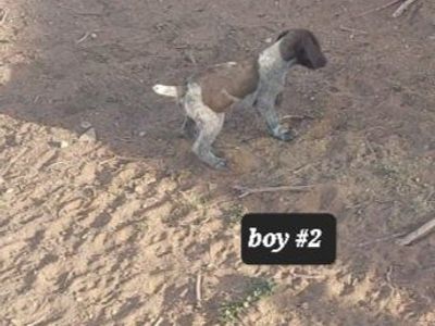 AKC registered German wirehaired pointer pups