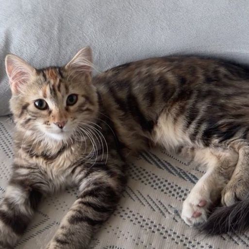 Kitty cat bengal mix