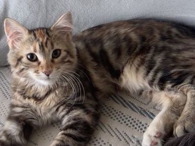 Kitty cat bengal mix