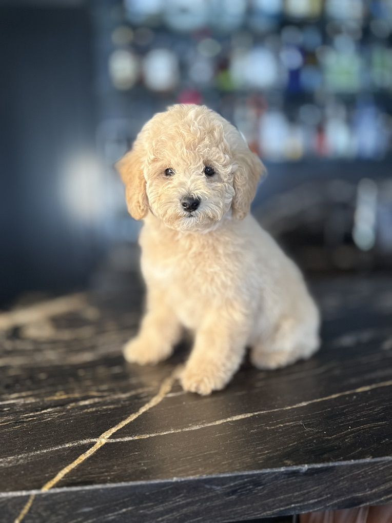 AKC mini Poodle Boy 10-12 Pounds Full Grown