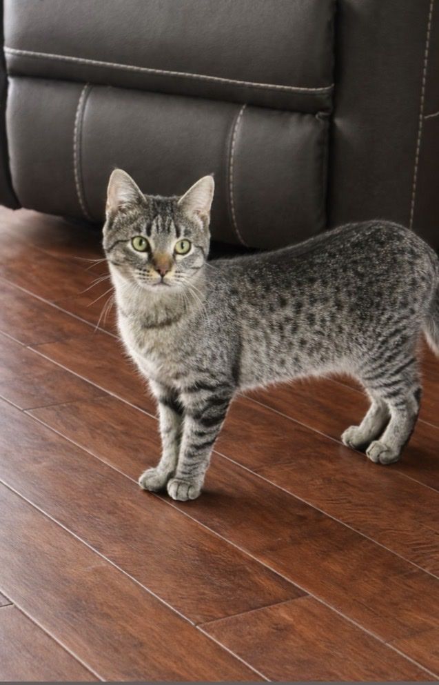 Female Kitten Needs Home Litter Trained