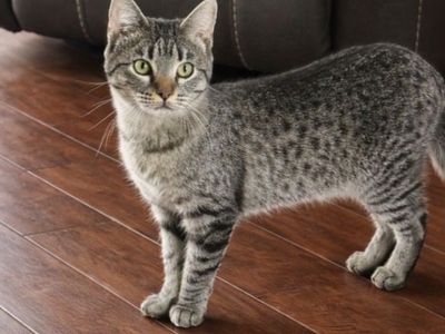 Female Kitten Needs Home Litter Trained