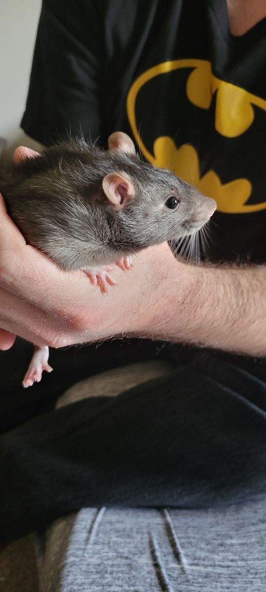 Adult Large Feeder Rat