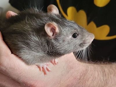 Adult Large Feeder Rat