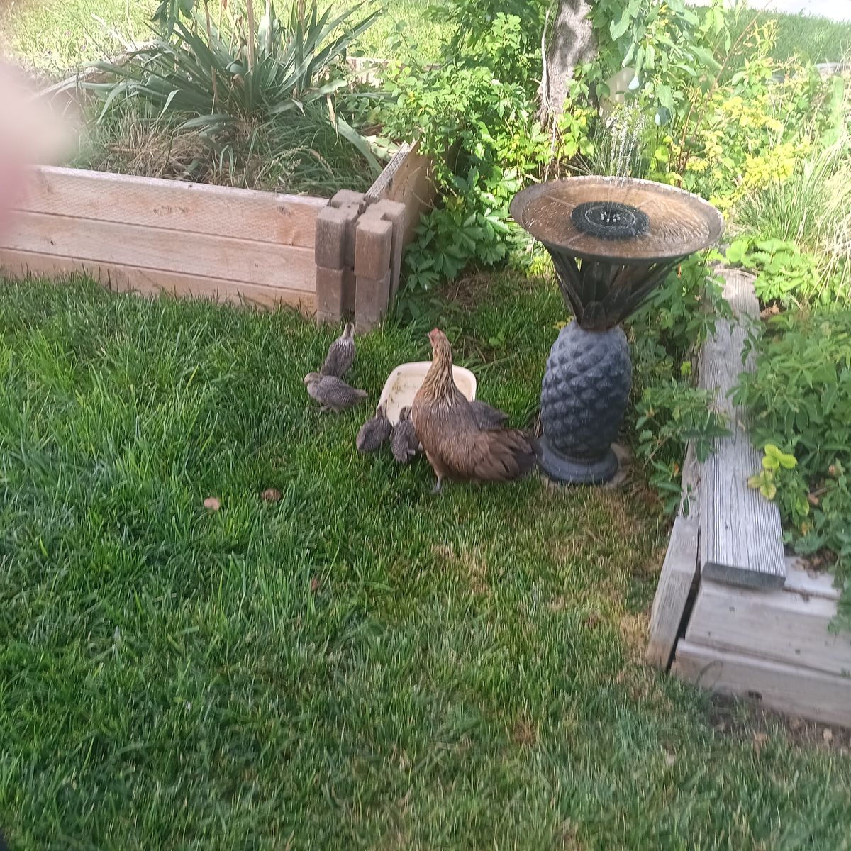 Young Beautiful phoenix bantams parents in pictures 20 each 15 each 3 or more