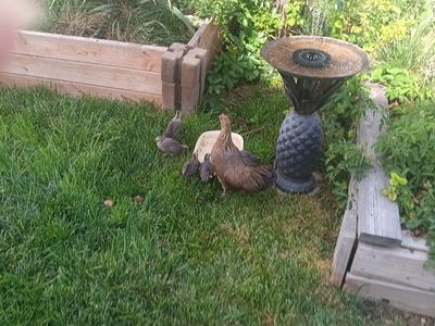 Young Beautiful phoenix bantams parents in pictures 20 each 15 each 3 or more