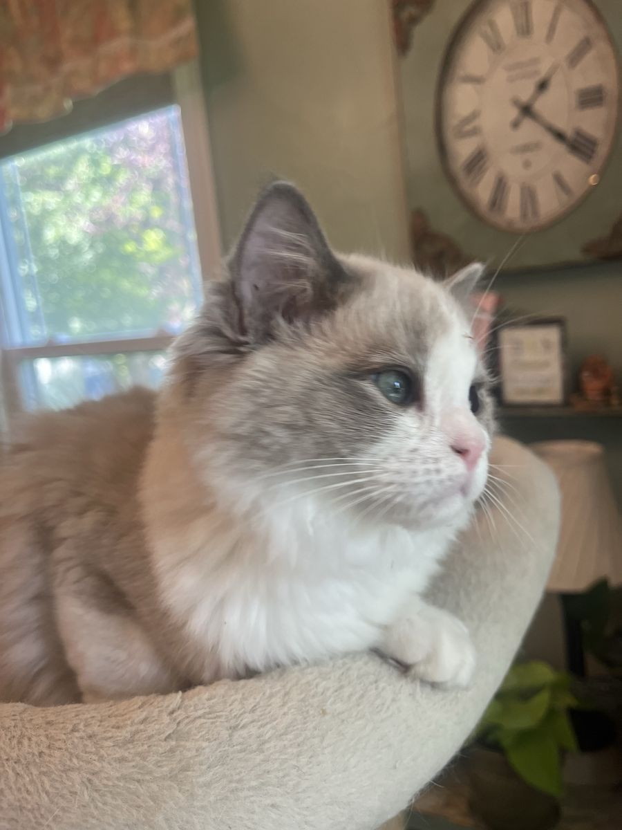Gorgeous Purebred Ragdoll Kitten Available