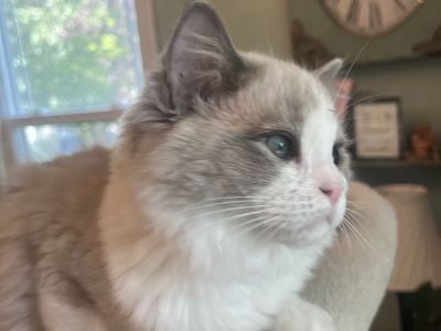 Gorgeous Purebred Ragdoll Kitten Available